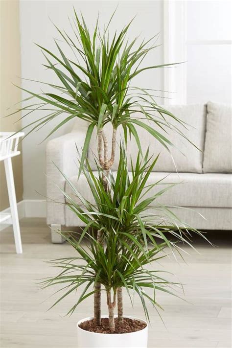 Marginata Dracaena Indoor Plants Plantshop Me