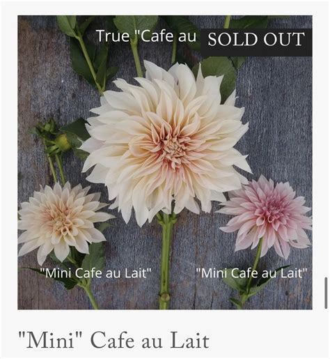 Pin By Jill Clay On Dahlias Blush Mini Cafe Cafe Au Lait Dahlia