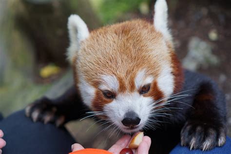 Wellington Zoo Red Panda Close Encounter We Met Up With Th Flickr