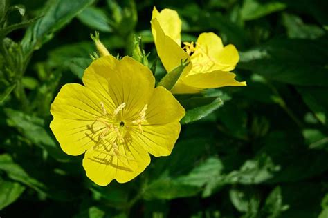 How To Grow Missouri Evening Primrose Gardeners Path