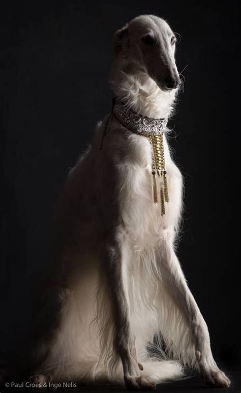 Pin By Popichan On Animals Borzoi Dog Dogs Dog Breeds