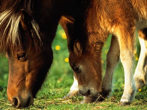 Imágenes del mundo animal: Caballos salvajes