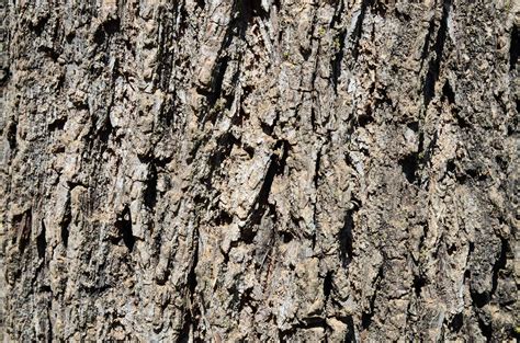How to Identify a Tree by Its Bark