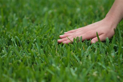 St Augustine Classic Sun Or Shade Sod Pallet 400 Square Foot Wekiva Farms