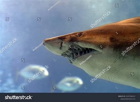 549 Bull Shark Teeth Royalty-Free Images, Stock Photos & Pictures ...