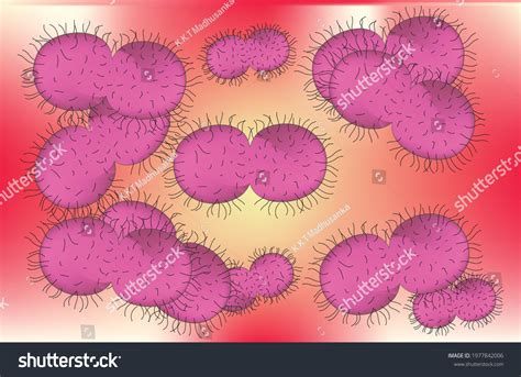 Biological Illustration Gonorrhea Bacteria Human Body Vetor Stock