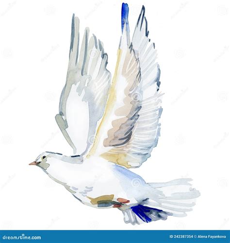 Flying White Dove Watercolor Illustration White Pigeon Isolated On