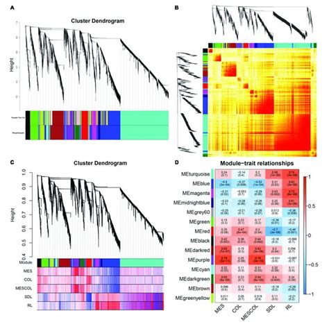 Gene Cluster Analysis And Correlation Analysis Between Phenotype And