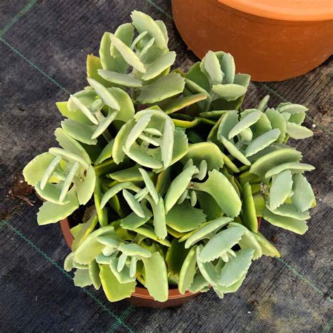 Kalanchoe Millotii Vendita Online Di Piante Succulente Particolari