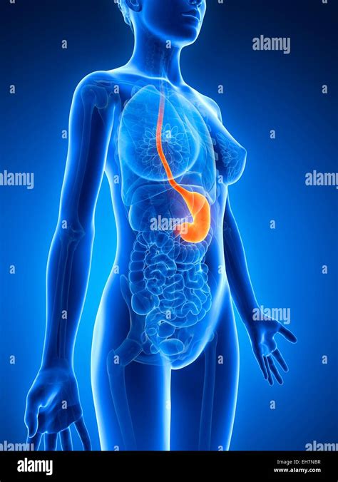 Anatomia Dello Stomaco Immagini E Fotografie Stock Ad Alta Risoluzione