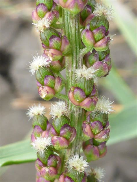 Photographs Of Triglochin Maritima Uk Wildflowers Ridged Stem