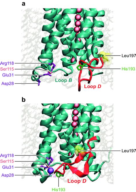 Molecular Mechanisms Of Plasma Membrane Intrinsic Protein Pip Gating