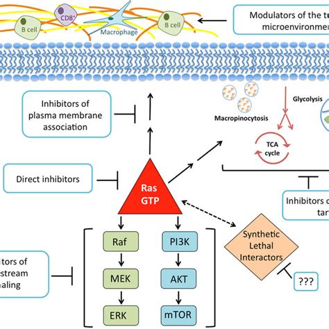 Mutant Kras Is Continuously In A Gtp‐bound Active State Wild‐type Download Scientific Diagram