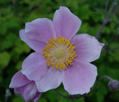 Anemone tomentosa 'Robustissima' | Kwekerij De Boever
