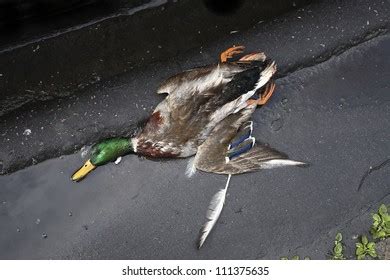 thousand dead duck royalty  images stock  pictures