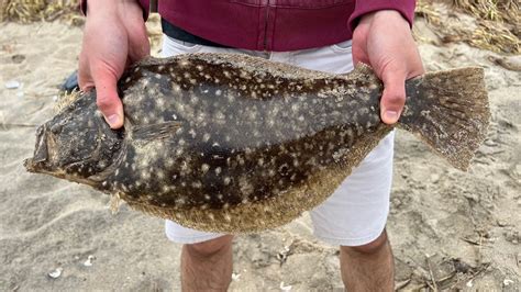 Limit Of Fluke Summer Flounder Fishing From Shore W Friends Youtube