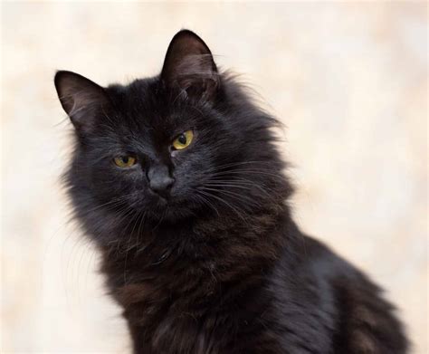 Black Siberian Cats