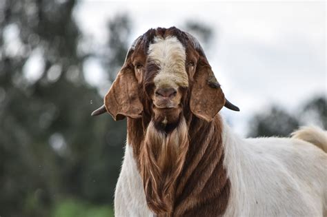 Why Breed Boer Goats BGBAA BGBAA