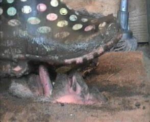 Most Extraordinary Doormat Humiliation Porn Xhamster