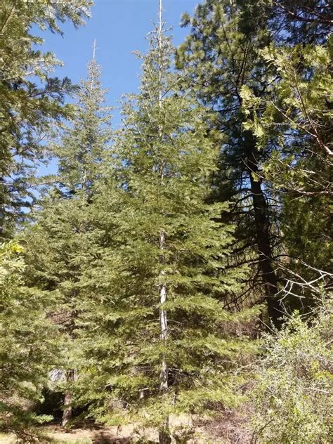 Abies Concolor Ssp Lowiana Oregon Conifer Low S Fir Sierra White Fir