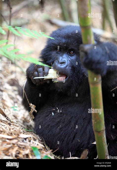 Rwanda National Park Hi Res Stock Photography And Images Alamy