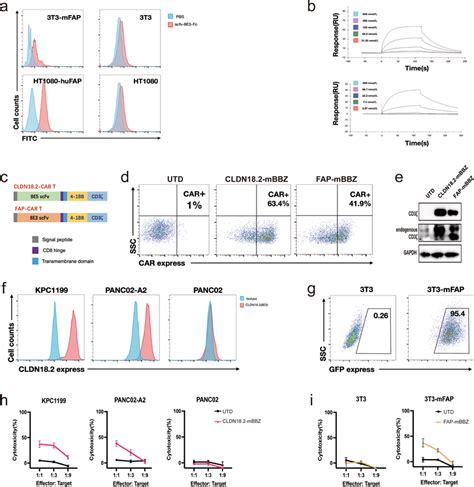 Generation Of Fap Targeted Car T Cells And Cldn Targeted Car T