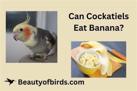 Can Cockatiels Eat Banana Are The Peels Safe Too