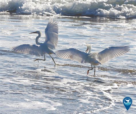 NOAA S Office Of National Marine Sanctuaries The Gorgeous Gray And