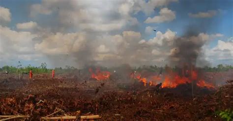 Lima Hektar Lahan Gambut Terbakar Di Aceh Barat