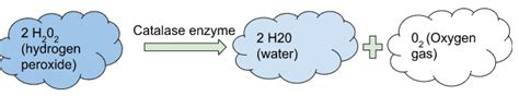 Catalase Test Procedure And Principle In Detail Laboratoryintern