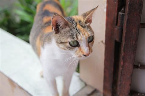 Potrait de hermoso gato doméstico Foto Premium