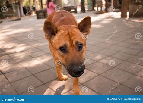 Dog Face Stock Photo - Image: 50920575