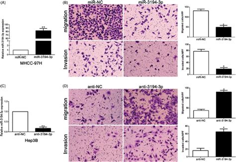 miR-3194-3p inhibited the migration and invasion of HCC cells in vitro ... 
