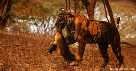 Viral Video: Tiger's impressive hunting skills in Jim Corbett National Park