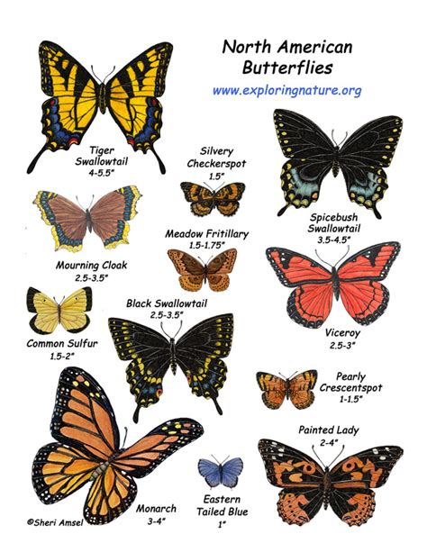 Butterflies Of North America Poster