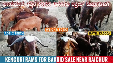 Bakrid 2021 Kenguri Sheep For Sale At Shakapur Karnataka Kenguri