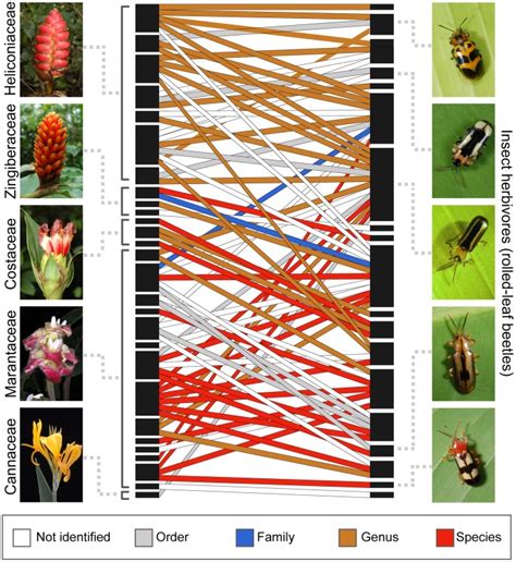 Rectangles represent insect herbivore and host plant species. Lines ...