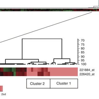 Hierarchical Clustering Using The Gene Expression Of The Three Probe