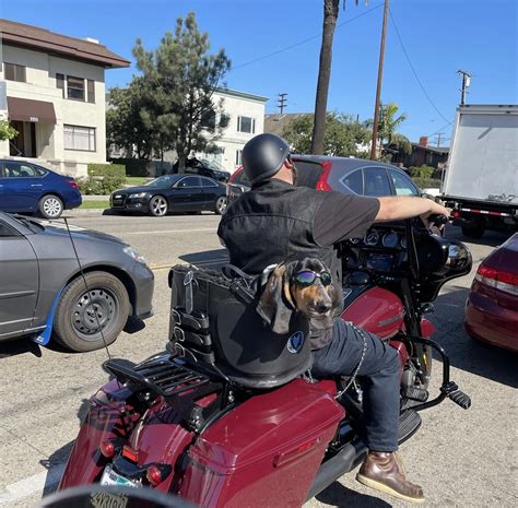 Motorcycles And Basset Hounds 2 Of My Favorite Things I Just Need A Sissy For My Challenger So