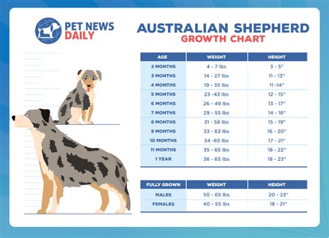 Mini Australian Shepherd Weight Chart By Age | Portal.posgradount.edu.pe