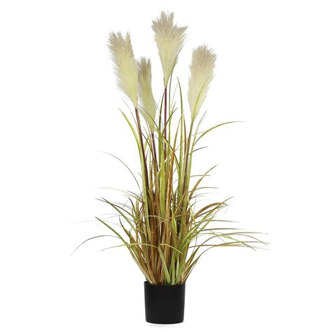 Indoor Plants Sale Uk at Tina Lanoue blog