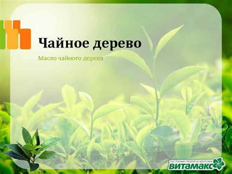 Чайное дерево Масло чайного дерева