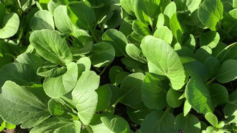 GardeningThinning Of Bok Choy Pak Choy Seedlings YouTube