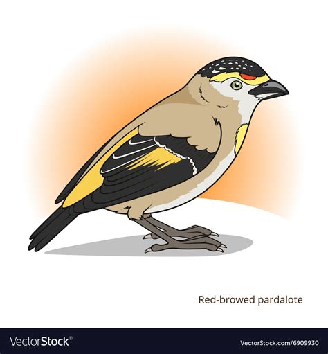 Red Browed Pardalote Bird Educational Game Vector Image