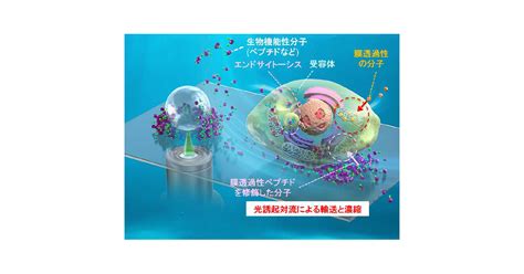 共同発表：“光濃縮”で がん細胞を狙い撃ち～細胞内導入に必要な薬剤量を100分の1に～