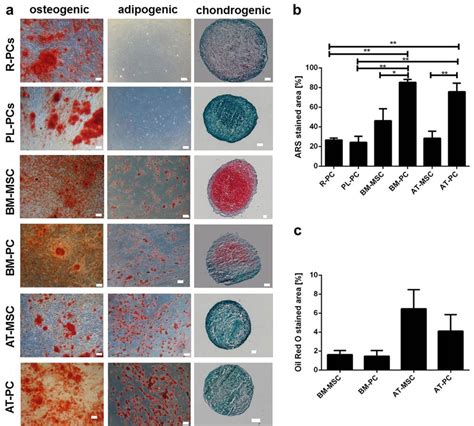 Multilineage Differentiation Potential A Osteogenic Left Column