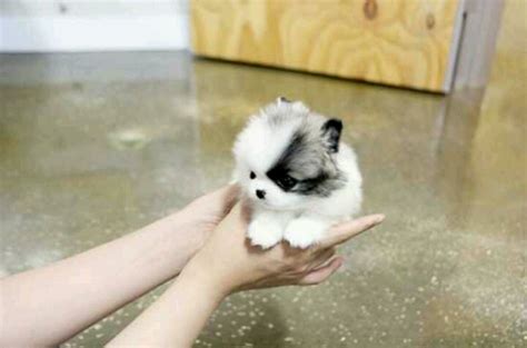 Oh My Gosh Cute Little Fluffy Puppy Pomeranian Puppy Teacup