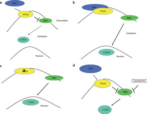 The Sonic Hedgehog Pathway A Signal Transduction In The Sonic