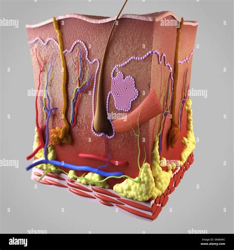 Cross Section Of Skin Showing The Dermis And Subcutis Layers Stock