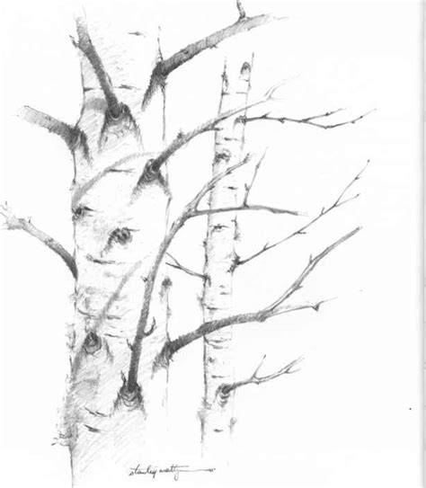 Birch Trees Drawing